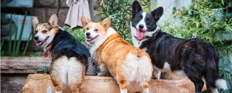 柯基犬讨厌主人的表现