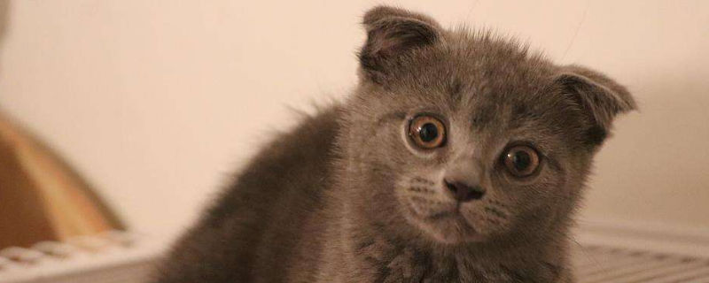 蓝猫掉毛怎么办
