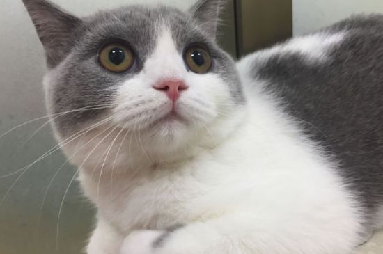 英短蓝猫为啥都比较凶