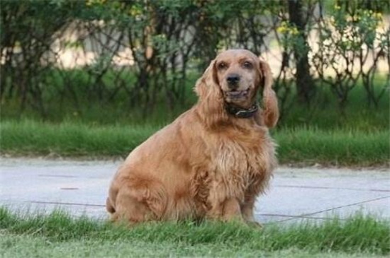 为什么都不养英卡犬