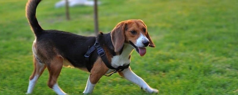 比格犬智商