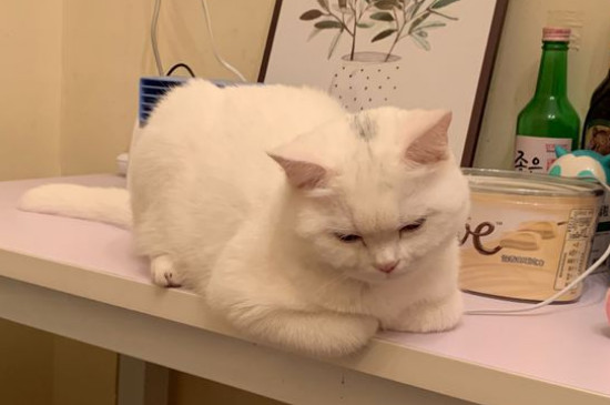 猫和兔子能一起养吗