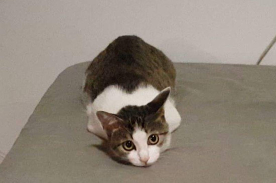 怎么和猫培养感情
