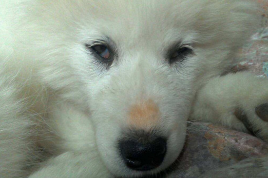 犬瘟热传染人吗