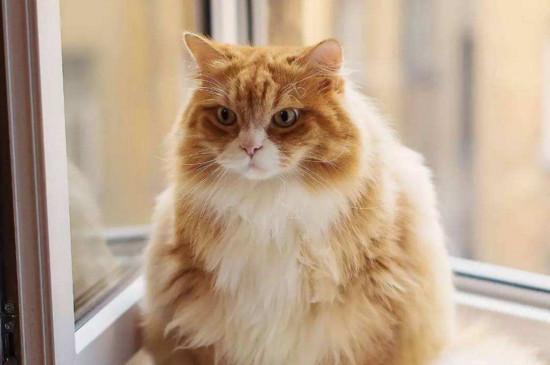 猫咪发情表现，母猫会撅屁股公猫爱乱滋尿