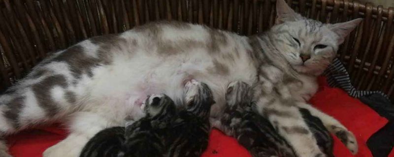 猫咪多大可以断奶送人