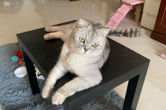旧猫接受新猫的表现
