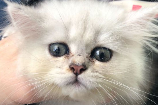 波斯猫和金吉拉的区别