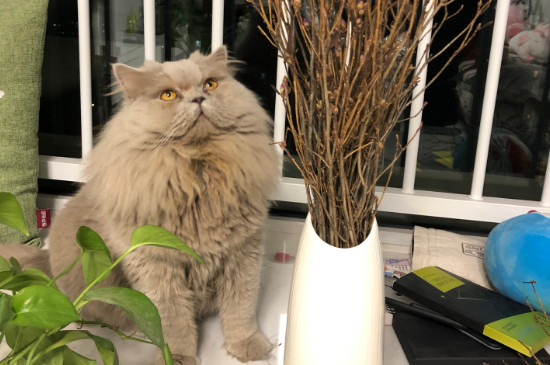 猫呼吸急促腹式呼吸