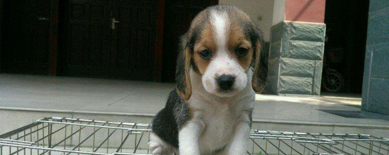 比格犬的饲养要点