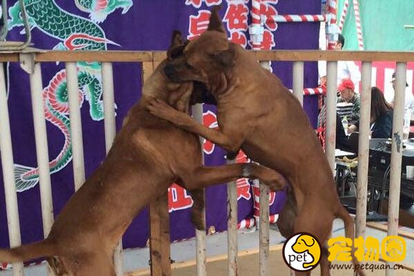 东方斗犬之王土佐犬，凶悍异常轻易不敢饲养