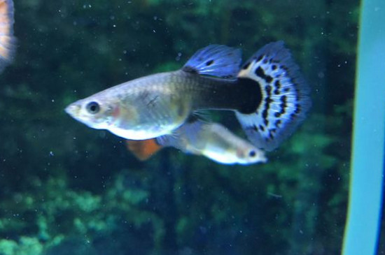 孔雀鱼很健康突然死亡