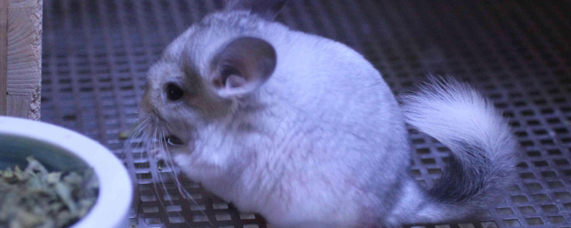龙猫吃什么食物