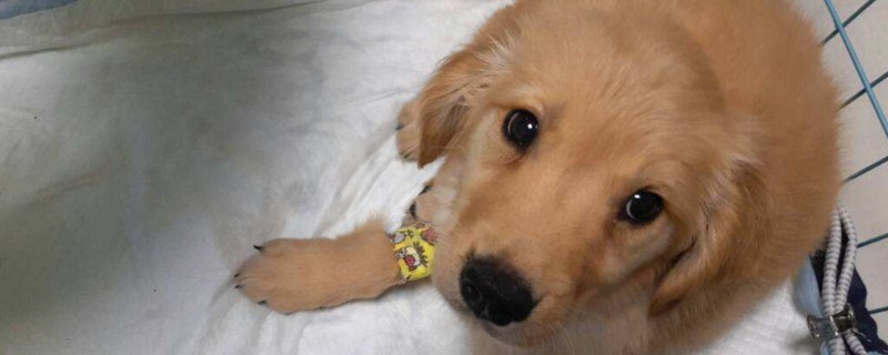 狗狗得细小前期症状