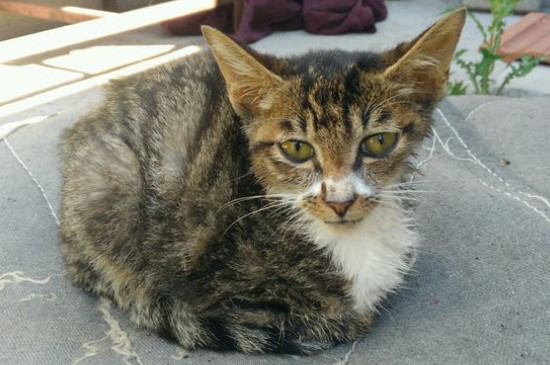 猫一周吃几个蛋黄