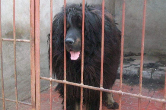 青狼獒vs鬼獒哪个强，最凶残的青狼獒咬死狼