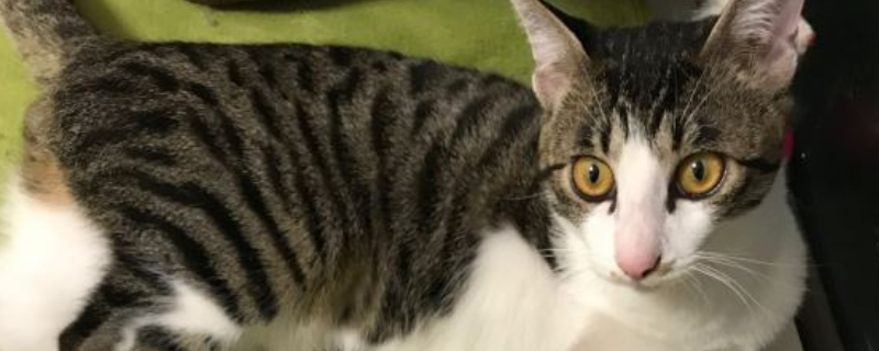 猫偶尔吃一次火腿肠可以吗