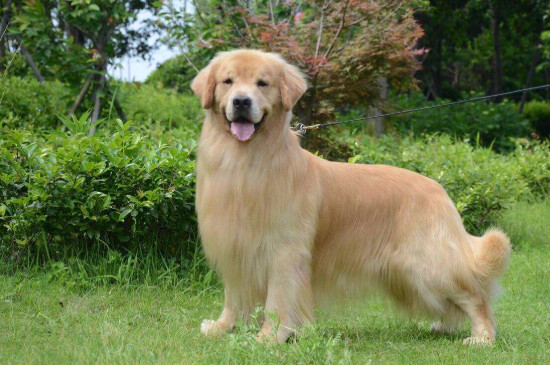 犬类智商排名