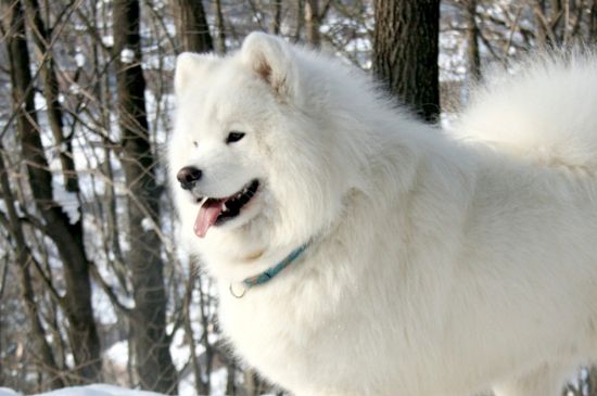 狗狗可以吃芋头吗