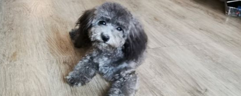 五个月的贵宾犬吃什么