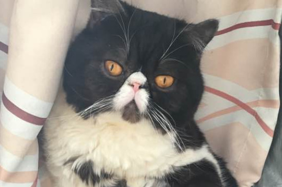 不想养猫了怎么处理