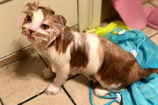 猫咪身上有虱子怎么办?怎么彻底消灭它们?
