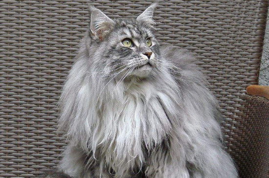 长毛狸花猫和缅因猫区别