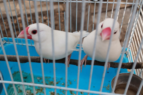 鸟炸毛怎么办拉稀便