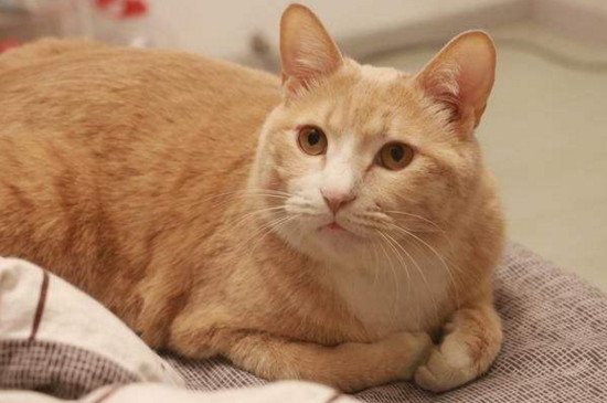 什么猫价位在300到500，宠物猫价格便宜的品种