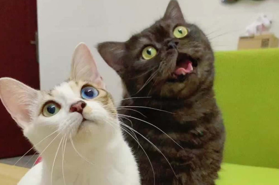 猫蹲门口不走什么征兆