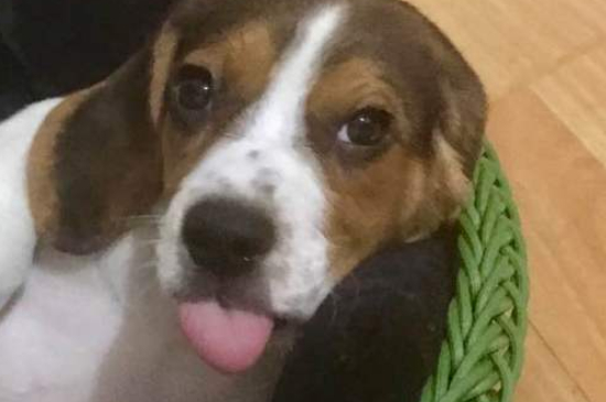 成年比格犬还认新主人吗