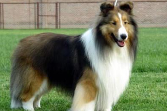 喜乐蒂牧羊犬吃的饭都吐了