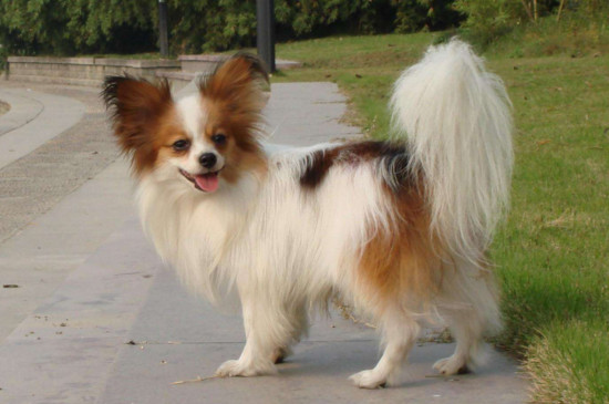 蝴蝶犬的价格，一般在1200～5000元左右品相越好越贵