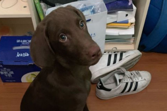 狗狗细小是什么症状
