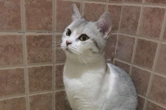 银点猫和渐层猫的区别