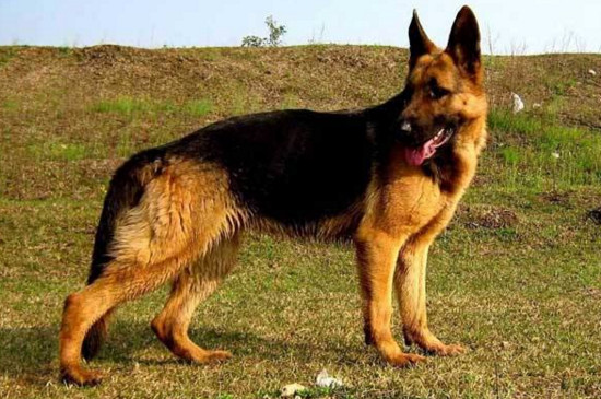 德国牧羊犬吃什么食物