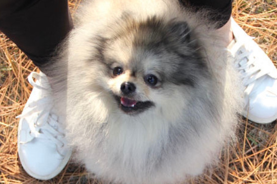 博美犬不能吃什么