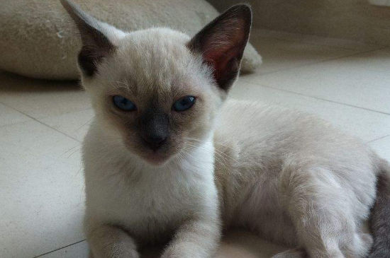 猫吃塑料袋是缺什么