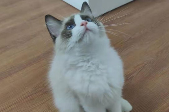 猫咪拉肚子怎么办