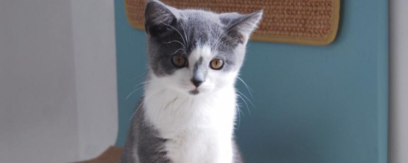 猫腹水症状