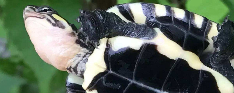 新手怎么养石金钱龟