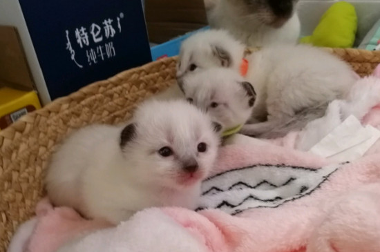 暹罗猫怎么养才听话，让暹罗猫听话小妙招