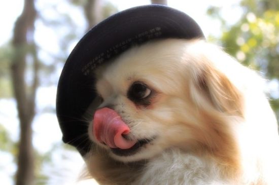 幼犬狗粮怎么喂