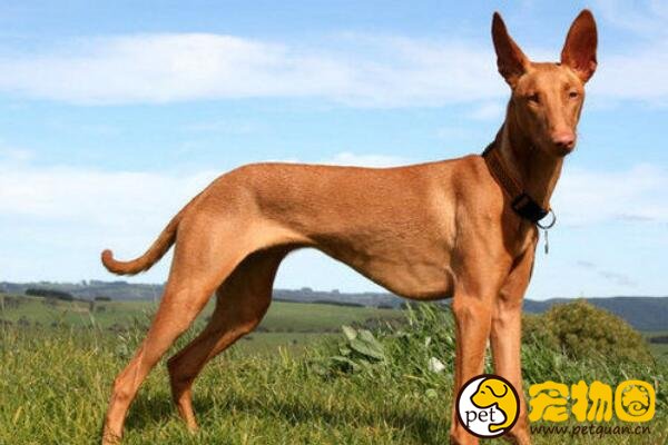 法老猎犬起源历史悠久，最爱小孩子和引起人的注意