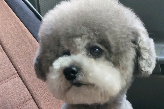 为什么泰迪那么污