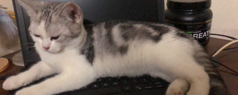 猫鼻子总是有黑脏块