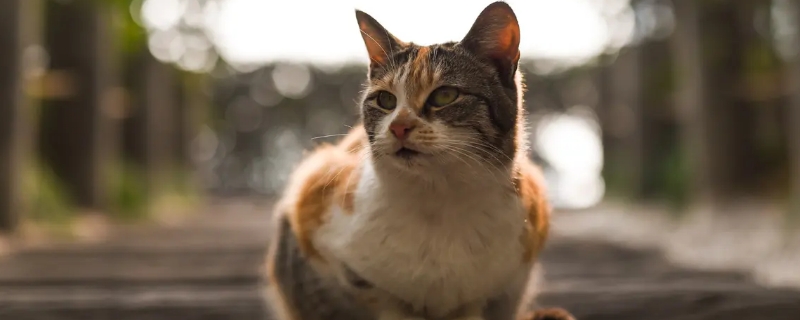 猫吃蟑螂会有事吗