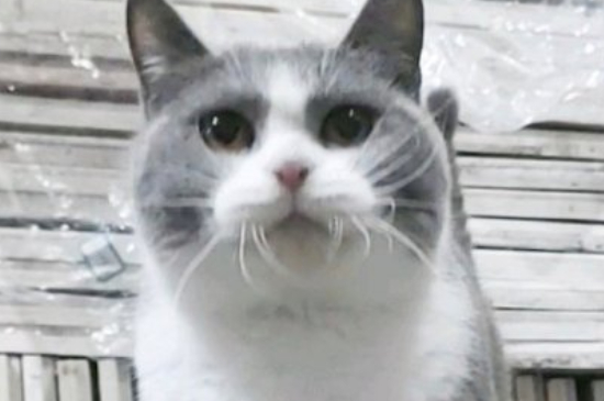 晚上猫叫的很凄惨是怎么回事