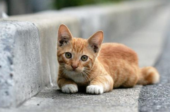 如何驱赶发动机舱的猫，如何防止猫爬进发动机舱