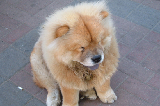 上班族适合养什么狗